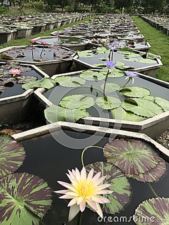 Lotus plant pots. Stock Photo