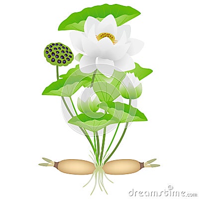 Lotus plant with roots of flowers and fruits. Vector Illustration