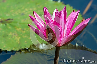 Lotus Plant on Water Stock Photo