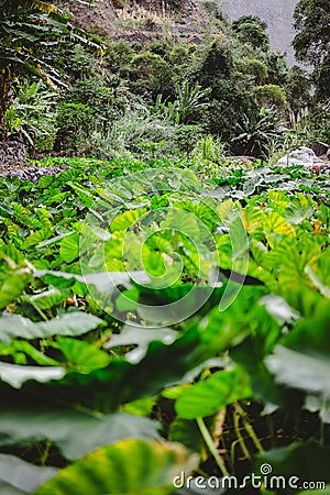 Lotus plants in lush green valley on the bottom of a mountain. Santo Antao. Cape Verde Stock Photo