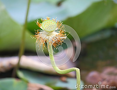 Lotus pods on flower peduncle Stock Photo