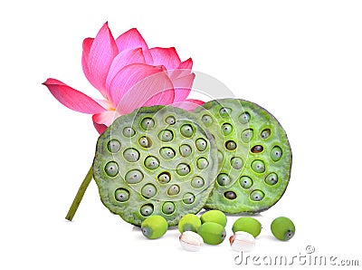 Lotus pods and seeds with lotus flower isolated on white Stock Photo