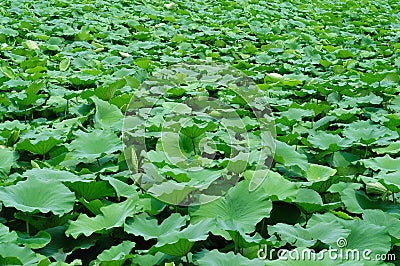 Lotus Pond Stock Photo