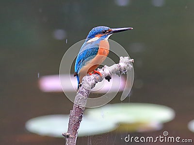 The lotus pond in Common Kingfisher Stock Photo