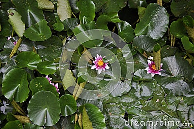 Lotus flowers on green lily pads Stock Photo