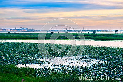 The lotus pond and mist Stock Photo