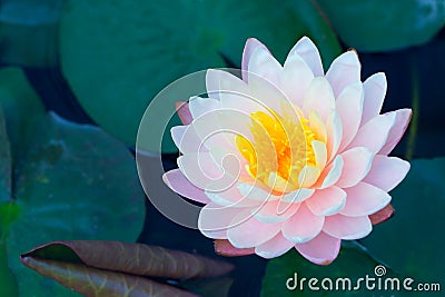 Lotus in pond pink color, beautiful nature calm Stock Photo