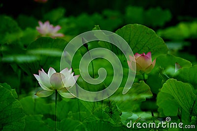 Lotus in pond Stock Photo