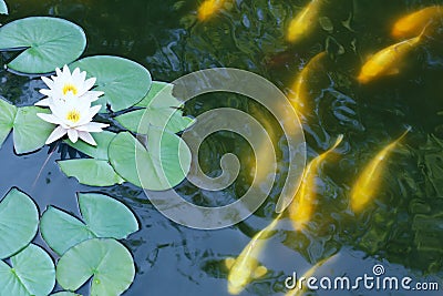 Lotus pond Stock Photo