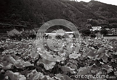 A lotus pond in Songyang, China Stock Photo