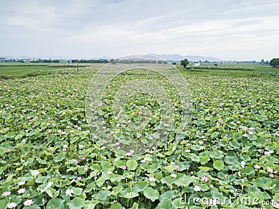 Lotus pond Stock Photo