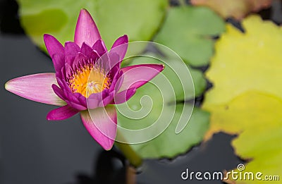 Lotus in the pool , Flower , Background Stock Photo