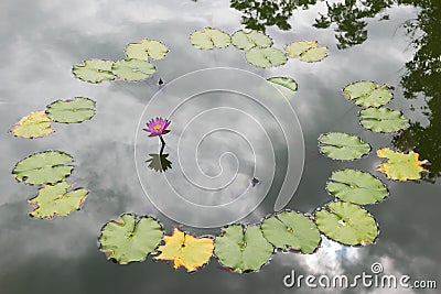 Lotus in the pool , Flower , nature background or wallpaper Stock Photo