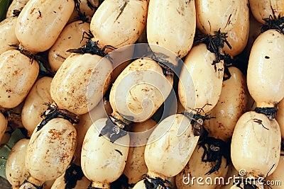 Lotus root Stock Photo