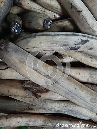 Lotus root is dirt-white cylindrical shaped vegetable Kanwal Kakkdi Nelumbo nucifera Stock Photo