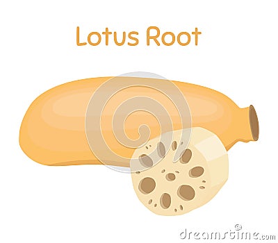 Lotus root, exotic fruit. Natural tropical plant. Vector illustration Vector Illustration