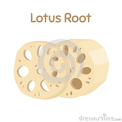 Lotus root, slices of exotic fruit. Tropical plant. Vector illustration Vector Illustration