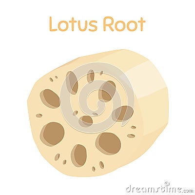 Lotus root, slices of exotic fruit. Tropical plant. Vector illustration Vector Illustration