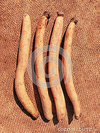 Lotus root vegetable raw food nelumbo nucifera root aquatic plant rhizome bulb bhae racine lotus raiz loto kamal kakdi photo Stock Photo