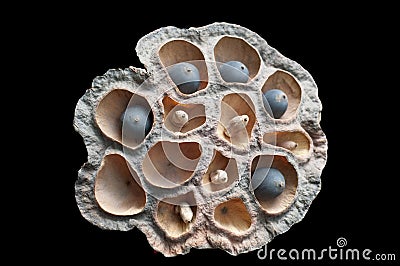 Lotus seed Stock Photo