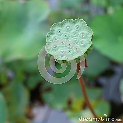 Lotus seed Stock Photo