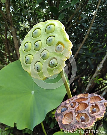 Lotus seed imature pod and dried seed pod Stock Photo