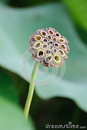 Lotus Seed Pod Stock Photo