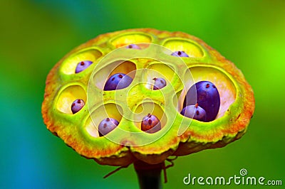 Lotus Seed Pod Stock Photo