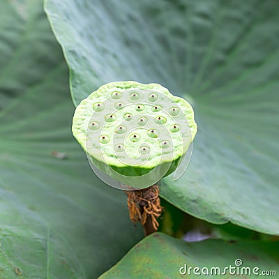 Lotus Seed Pod Stock Photo