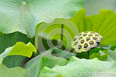 Lotus Seed Pod Stock Photo