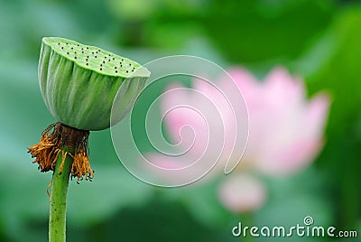 Lotus Seed Pod Stock Photo