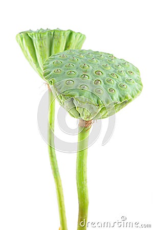 Lotus seed pods Stock Photo