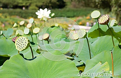 Lotus seed pods Stock Photo