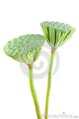 Lotus seed pods Stock Photo