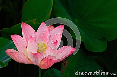 Lotus Stock Photo