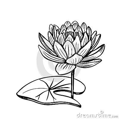 Beautiful lotus flowers sketch on white background. Vector Illustration