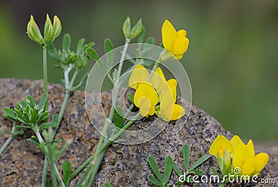 Lotus sp. Stock Photo