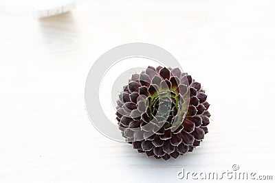 Lotus type fleshy plants Stock Photo