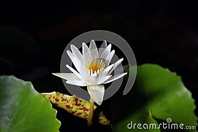 Lotus or water lily black background from ThaiLand. Stock Photo