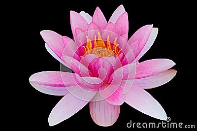 Lotus water lily isolated with clipping path black background Stock Photo