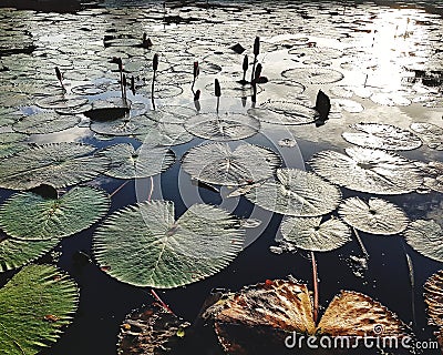 Lotus water lily on water in pond Stock Photo