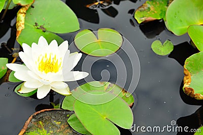 The lotus which have white have the background is the lotus Stock Photo