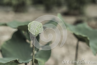 Lotus which leaf fall and green calyx Stock Photo