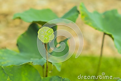 Lotus which leaf fall and green calyx Stock Photo