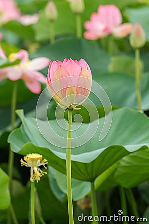 A lotus flower at the beginning of flowering Stock Photo