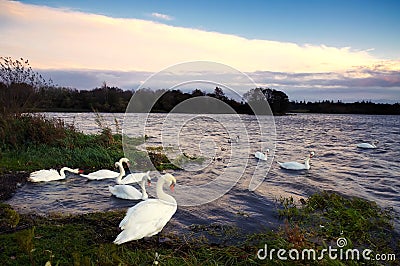 Lough Ennell Swans Stock Photo