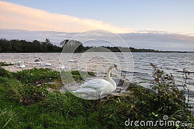 Lough Ennell Swans Stock Photo