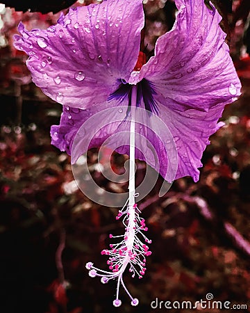 Loughing saffron flower in the pouring rain... Stock Photo