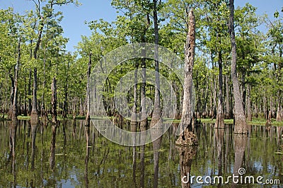 Louisiana Bayou Stock Photo