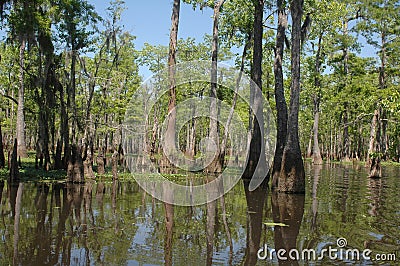 Louisiana Bayou Stock Photo